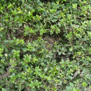 Osmanthus heterophyllus = aquifolium 100-125 cm cont. 15L struik