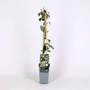 Parthenocissus henryana 70 cm vierkant 2L