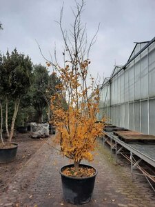 Parrotia persica 300-350 cm container meerstammig - afbeelding 5
