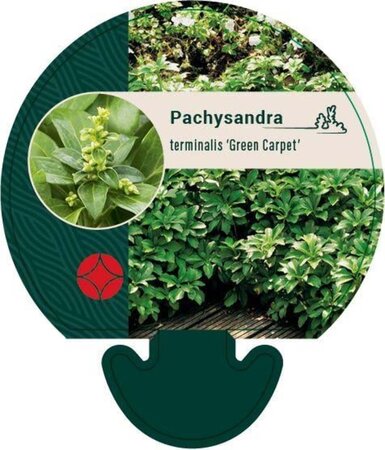 Pachysandra term. 'Green Carpet' geen maat specificatie 0,55L/P9cm - afbeelding 1