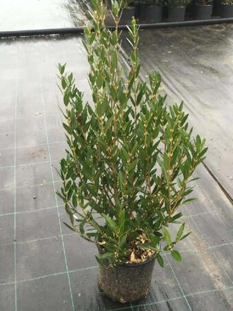 Phillyrea angustifolia 30-40 cm cont. 3,0L - afbeelding 1
