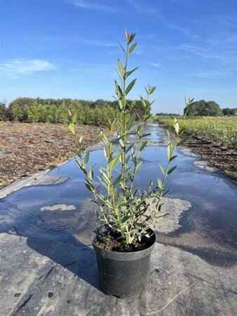 Phillyrea angustifolia 30-40 cm cont. 3,0L - afbeelding 3