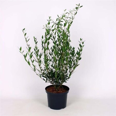 Phillyrea angustifolia 60-80 cm cont. 5,0L