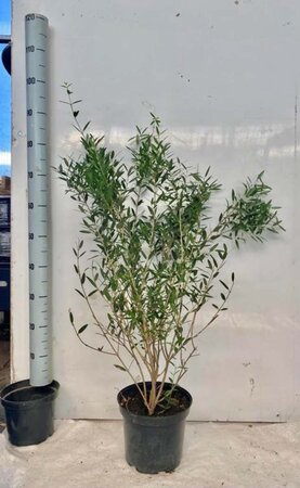 Phillyrea angustifolia 80-100 cm cont. 5,0L