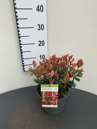 Photinia fraseri 'Little Red Robin' 25-30 cm cont. 3,0L - afbeelding 4