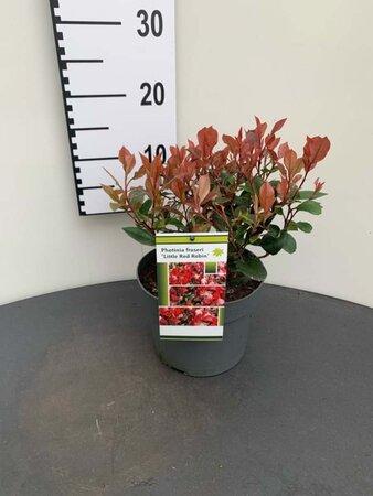 Photinia fraseri 'Little Red Robin' 25-30 cm cont. 3,0L - afbeelding 5