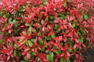Photinia fraseri 'Little Red Robin' 25-30 cm cont. 3,0L - afbeelding 1