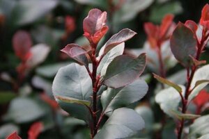 Photinia fraseri 'Little Red Robin' 25-30 cm cont. 3,0L - afbeelding 2
