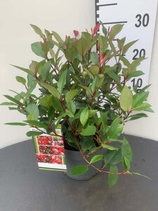 Photinia fraseri 'Little Red Robin' 25-30 cm cont. 3,0L - afbeelding 6