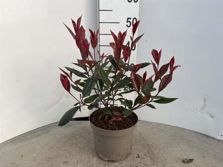 Photinia fraseri 'Little Red Robin' 30-40 cm cont. 3,0L - afbeelding 4
