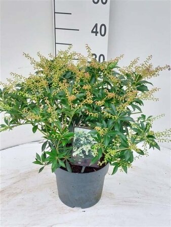 Pieris japonica 30-40 cm cont. 3,0L - afbeelding 3