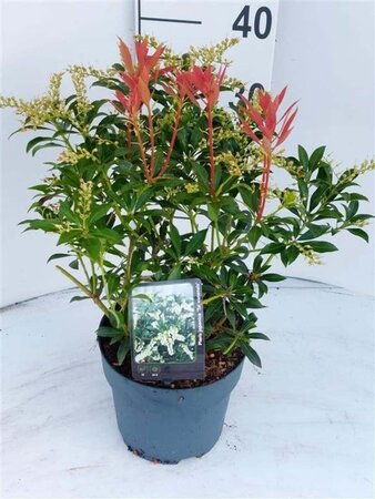Pieris japonica 30-40 cm cont. 3,0L - afbeelding 5