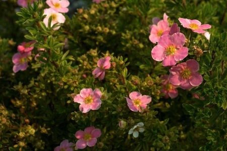Potentilla f. Lovely Pink 25-30 cm cont. 3,0L - afbeelding 2