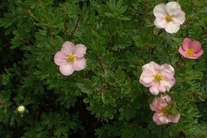 Potentilla f. Lovely Pink 25-30 cm cont. 3,0L - afbeelding 3