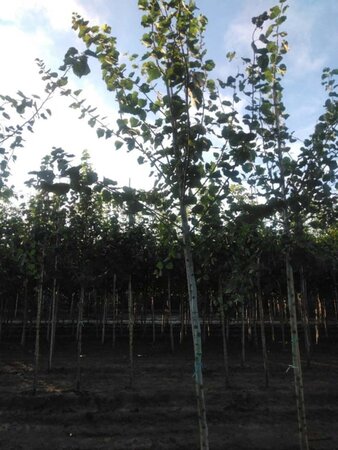 Populus tremula 14-16 Hoogstam wortelgoed 2 X verplant