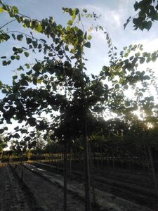 Populus tremula 16-18 Hoogstam draadkluit 3 X verplant