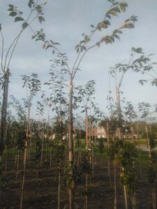 Prunus 'Accolade' 8-10 Hoogstam wortelgoed