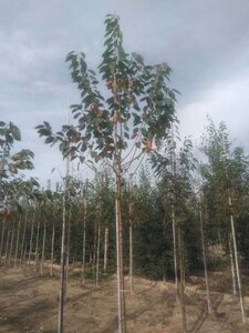Prunus a. 'Plena' 12-14 Hoogstam wortelgoed 2 X verplant