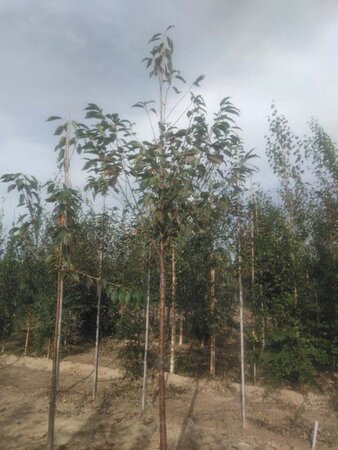 Prunus a. 'Plena' 14-16 Hoogstam wortelgoed 2 X verplant