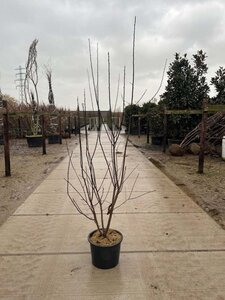 Prunus cer. 'Nigra'= 'Pissardii' 200-250 cm cont. 20L meerstammig