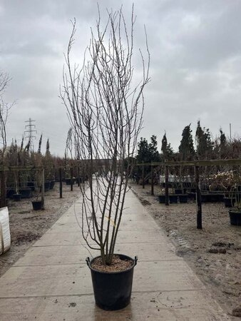 Prunus cer. 'Nigra'= 'Pissardii' 200-250 cm cont. 70L meerstammig