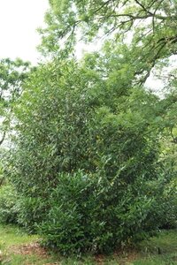 Prunus l. 'Caucasica' 100-125 cm met kluit - afbeelding 10