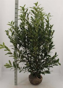 Prunus l. 'Caucasica' 150-175 cm met kluit - afbeelding 7
