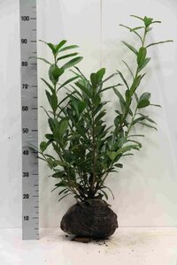 Prunus l. 'Caucasica' 60-80 cm RB - image 7