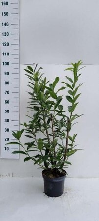Prunus l. 'Caucasica' 80-100 cm cont. 5,0L - afbeelding 7
