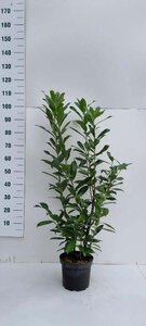 Prunus l. 'Caucasica' 80-100 cm cont. 5,0L - afbeelding 6