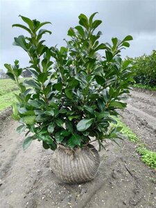 Prunus l. Etna 60-80 cm met kluit - afbeelding 10
