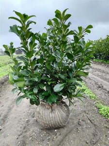 Prunus l. Etna 60-80 cm met kluit - afbeelding 15