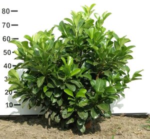 Prunus l. Etna 60-80 cm met kluit - afbeelding 9
