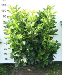 Prunus l. Etna 80-100 cm met kluit - afbeelding 4