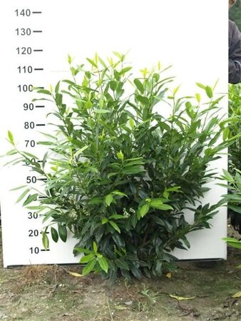 Prunus l. 'Herbergii' 100-125 cm met kluit - afbeelding 4