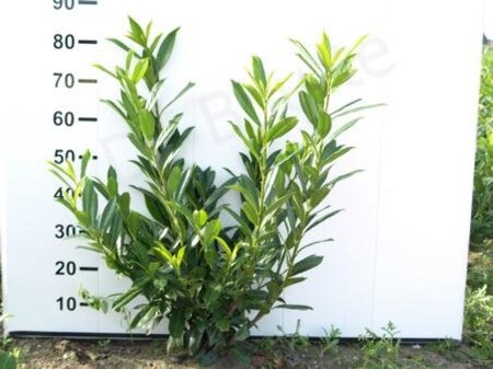 Prunus l. 'Herbergii' 60-80 cm met kluit - afbeelding 5