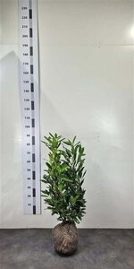 Prunus l. 'Herbergii' 60-80 cm met kluit - afbeelding 6