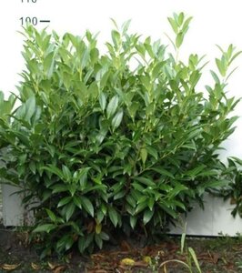 Prunus l. 'Herbergii' 80-100 cm met kluit - afbeelding 7