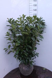 Prunus l. 'Novita' 100-125 cm met kluit - afbeelding 10