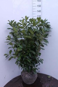 Prunus l. 'Novita' 100-125 cm met kluit - afbeelding 5