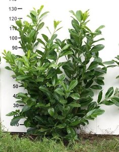 Prunus l. 'Novita' 100-125 cm met kluit - afbeelding 9