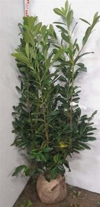 Prunus l. 'Novita' 125-150 cm met kluit - afbeelding 2