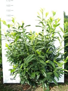 Prunus l. 'Novita' 125-150 cm met kluit - afbeelding 8