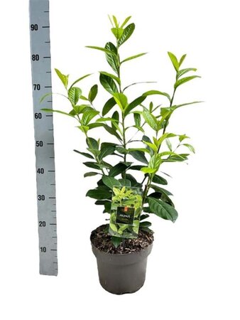 Prunus l. 'Novita' 60-80 cm cont. 5,0L - afbeelding 3