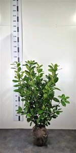 Prunus l. 'Novita' 60-80 cm met kluit - afbeelding 3