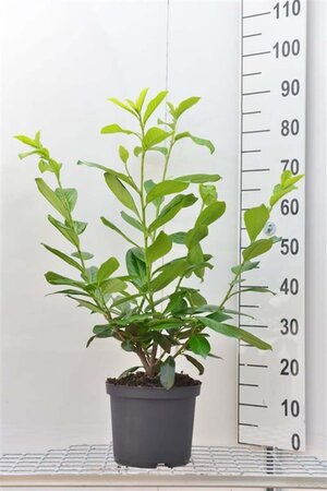 Prunus l. 'Novita' 80-100 cm cont. 5,0L - afbeelding 3