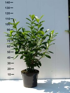 Prunus l. 'Novita' 80-100 cm cont. 5,0L - afbeelding 4