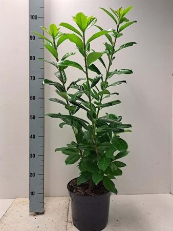 Prunus l. 'Novita' 80-100 cm cont. 5,0L - afbeelding 7