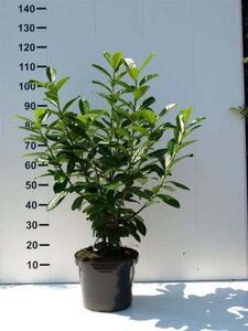 Prunus l. 'Novita' 80-100 cm cont. 5,0L - afbeelding 8