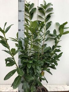 Prunus l. 'Novita' 80-100 cm met kluit - afbeelding 10